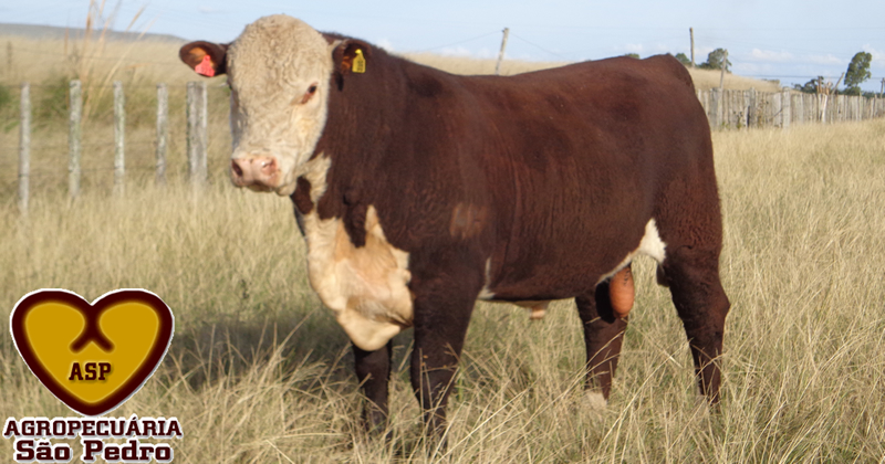 ASP A021 Pontal – Polled Hereford