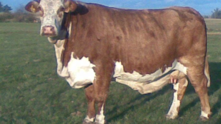Uma vaca que é uma pintura!