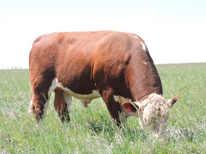 ASP ofertará no Conexão Pampa touro Hereford campeão que teve doses exportadas para o Quênia!